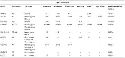 Epileptic Phenotypes Associated With SNAREs and Related Synaptic Vesicle Exocytosis Machinery